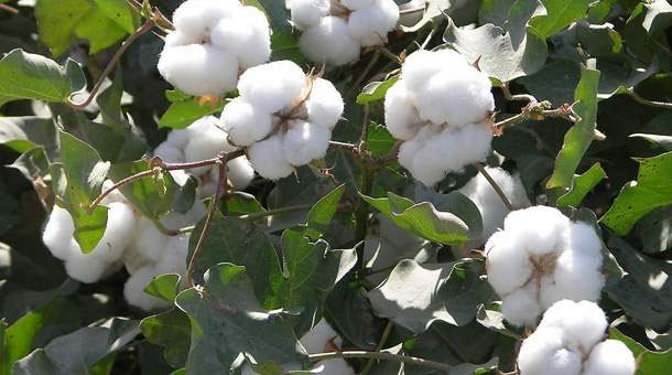 Machine washing quilt